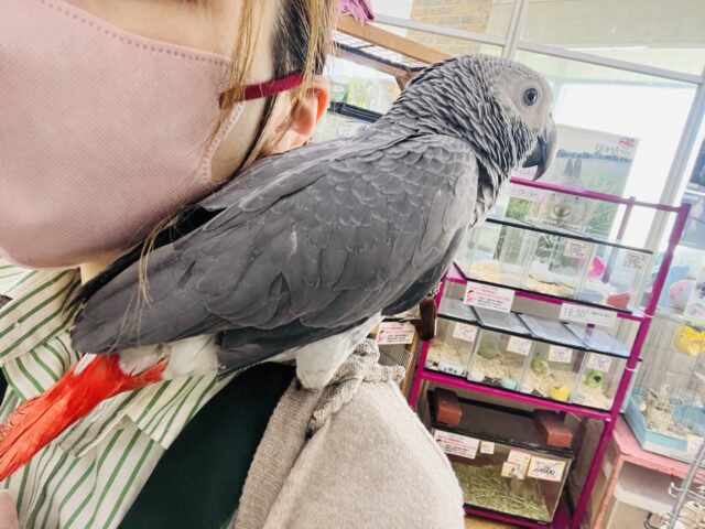 く~んくん鳴くよ❤️純粋無垢なBIGベイビーのヨウムのムーくんだよ🌟 ヨウム