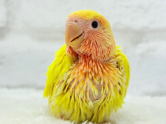 ビビットカラー💛太陽サンサン🐣🔆コザクラインコ(ルチノー) ヒナ ビビットカラー💛太陽サンサン🐣🔆コザクラインコ(ルチノー) ヒナ