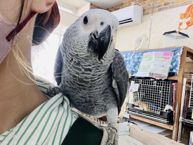 く~んくん鳴くよ❤️純粋無垢なBIGベイビーのヨウムのムーくんだよ🌟 ヨウム
