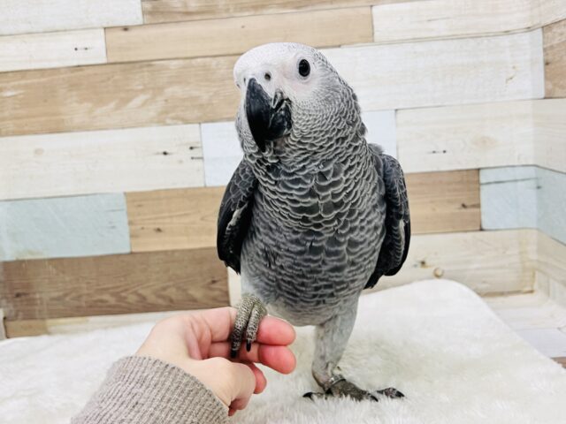 く~んくん鳴くよ❤️純粋無垢なBIGベイビーのヨウムのムーくんだよ🌟 ヨウム