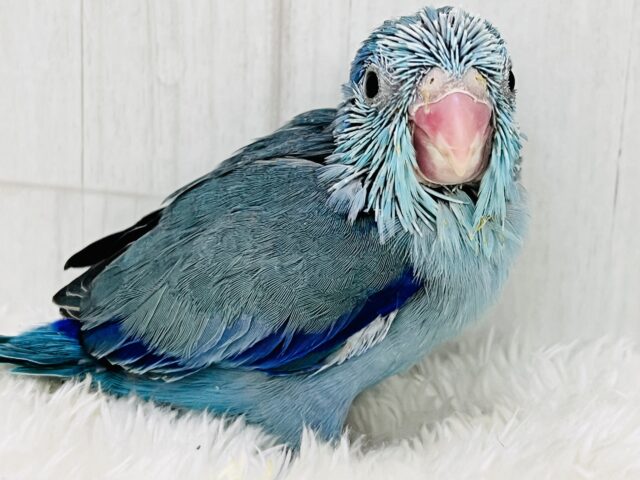 ガオーとマメザウルス⁈瑠璃色💙濃くて綺麗なマメルリハのブルー! マメルリハ