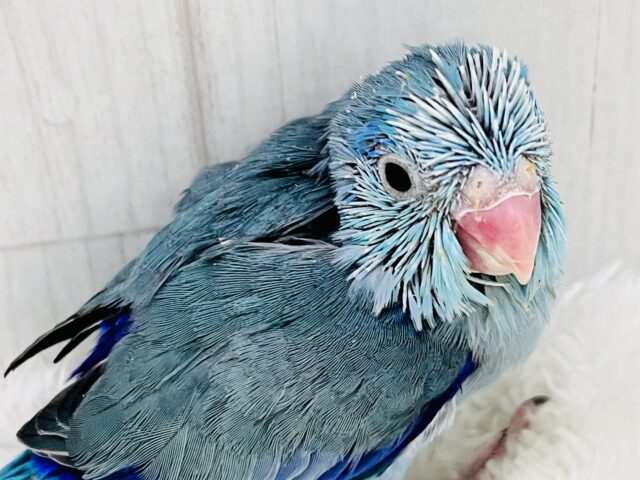 ガオーとマメザウルス⁈瑠璃色💙濃くて綺麗なマメルリハのブルー! マメルリハ