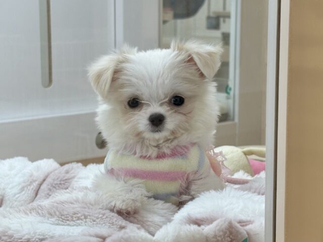 チワマル（マルチワ）