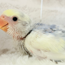 美しの色味♡わた毛コザっちょ🐣☁️コザクラインコ(バイオレットオパーリンパイド) ヒナ