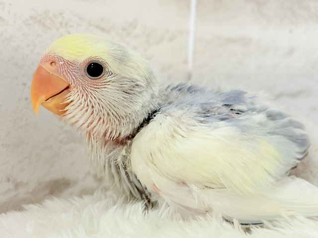 美しの色味♡わた毛コザっちょ🐣☁️コザクラインコ(バイオレットオパーリンパイド) ヒナ