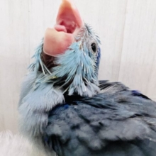 ガオーとマメザウルス⁈瑠璃色💙濃くて綺麗なマメルリハのブルー！