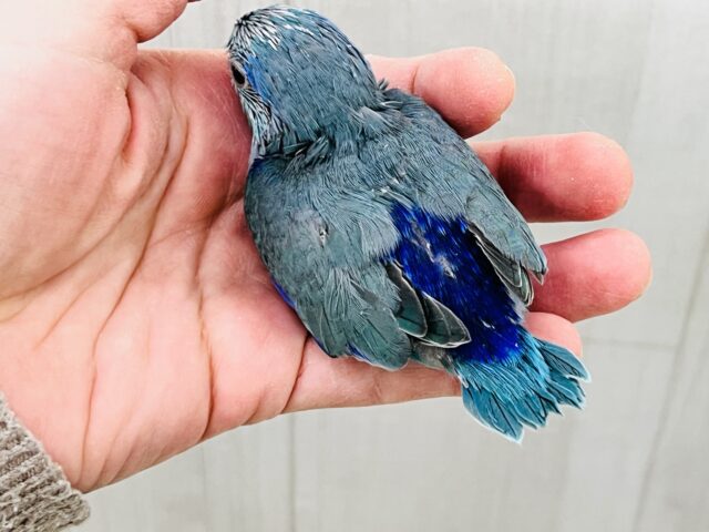 ガオーとマメザウルス⁈瑠璃色💙濃くて綺麗なマメルリハのブルー! マメルリハ