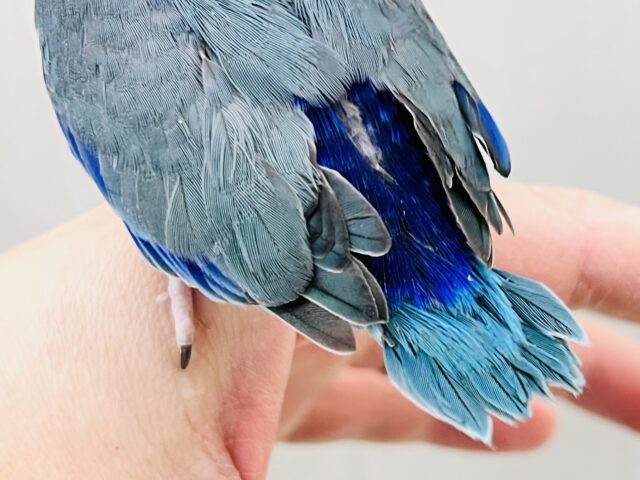 ガオーとマメザウルス⁈瑠璃色💙濃くて綺麗なマメルリハのブルー! マメルリハ