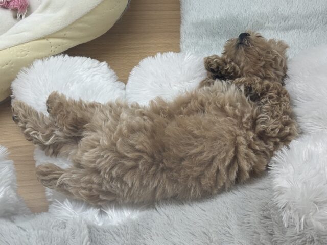 甘々ボーイのレアカラー✨トイプードルくん! トイプードル