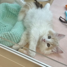 美形男子のお出ましぃ〜♡サイベリアンくん！