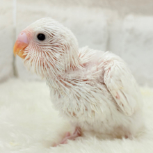 元気いっぱい‪☆雪ん子ちゃん🐣❅*॰ॱセキセイインコ(ダブルファクター) ヒナ