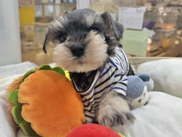 ミニチュアシュナウザー