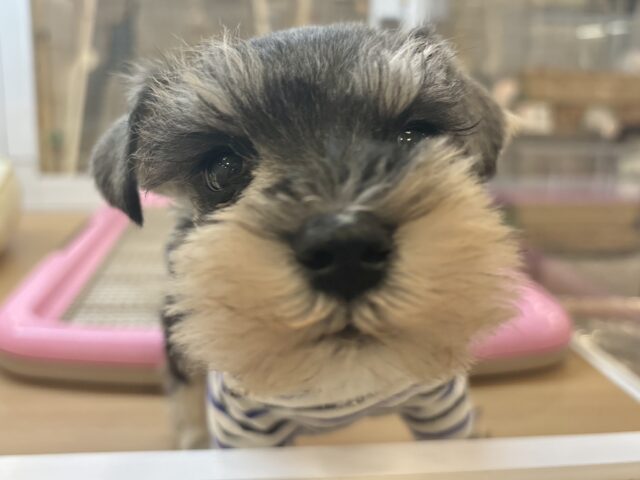 ミニチュアシュナウザー