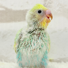 しゅわふわっ🫧わたあめ付きのメロンソーダ🐣🧃セキセイインコ(パステルカラーレインボー) ヒナ