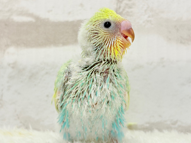 しゅわふわっ🫧わたあめ付きのメロンソーダ🐣🧃セキセイインコ(パステルカラーレインボー) ヒナ