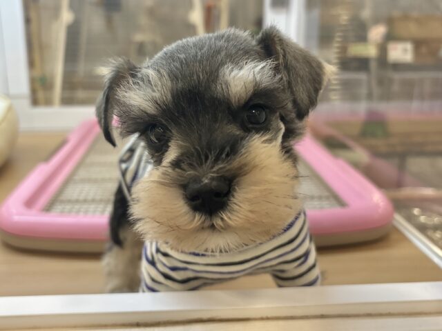 ミニチュアシュナウザー