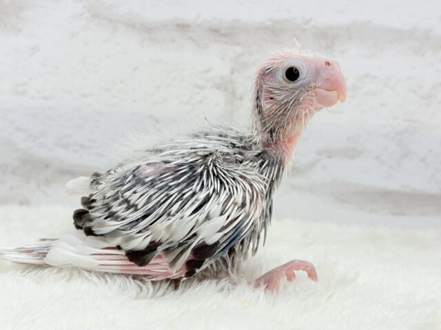 【最新画像更新🪄もうすぐひとり餌☆】ぱやぱや♡ハゲタカみたい🐣🫧オカメインコ(WFパールパイド) ヒナ オカメインコ