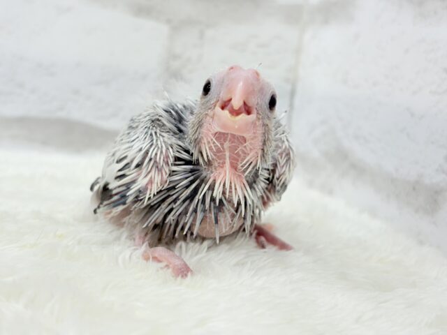 【最新画像更新🪄もうすぐひとり餌☆】ぱやぱや♡ハゲタカみたい🐣🫧オカメインコ(WFパールパイド) ヒナ オカメインコ