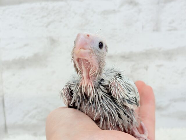 【最新画像更新🪄もうすぐひとり餌☆】ぱやぱや♡ハゲタカみたい🐣🫧オカメインコ(WFパールパイド) ヒナ オカメインコ