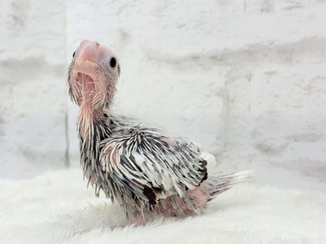 【最新画像更新🪄もうすぐひとり餌☆】ぱやぱや♡ハゲタカみたい🐣🫧オカメインコ(WFパールパイド) ヒナ オカメインコ