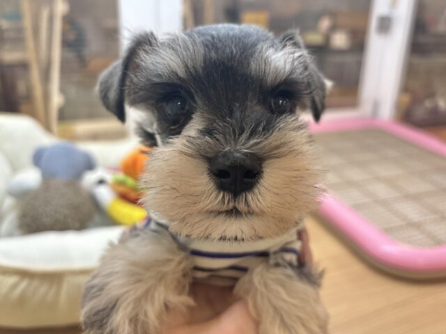 ボクの眉毛に魅了されちゃうよ♥ミニチュアシュナウザーくん! ミニチュアシュナウザー