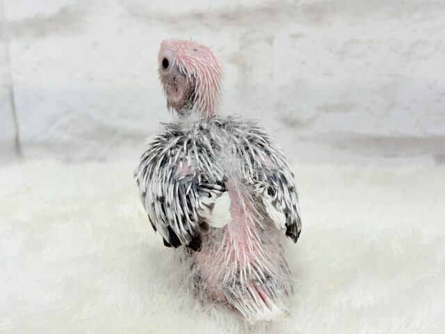 【最新画像更新🪄もうすぐひとり餌☆】ぱやぱや♡ハゲタカみたい🐣🫧オカメインコ(WFパールパイド) ヒナ オカメインコ