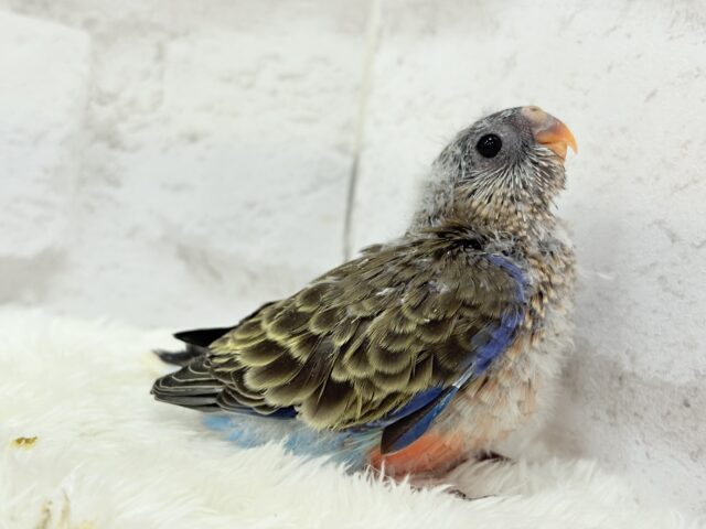 アキクサインコ（秋草インコ）