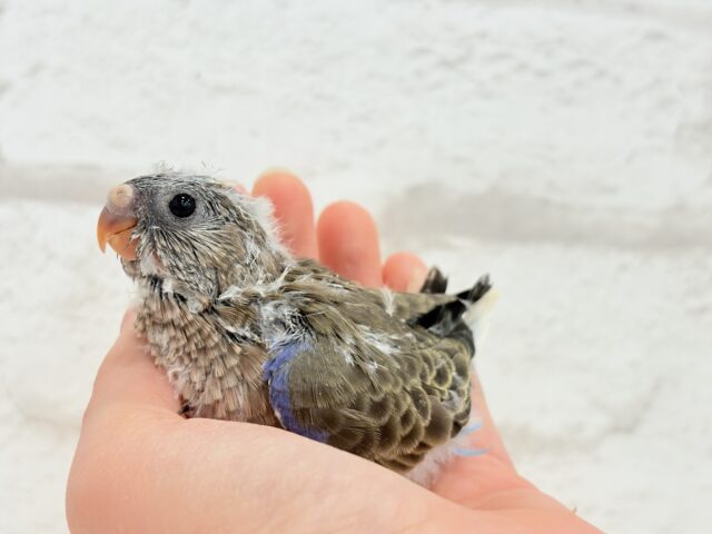 アキクサインコ（秋草インコ）