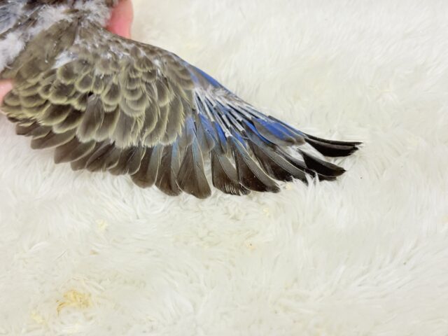 アキクサインコ（秋草インコ）