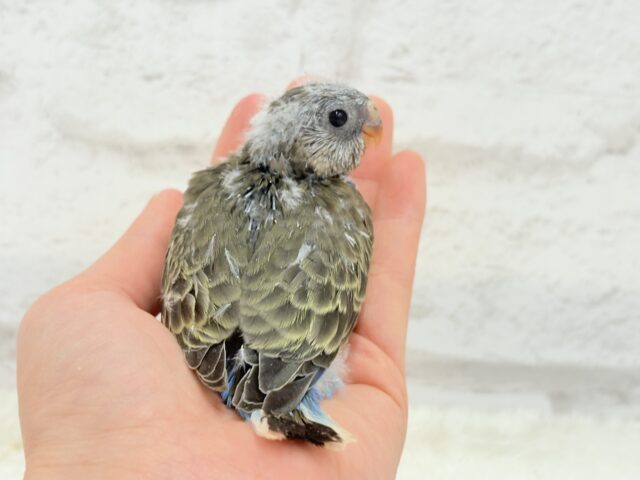 アキクサインコ（秋草インコ）