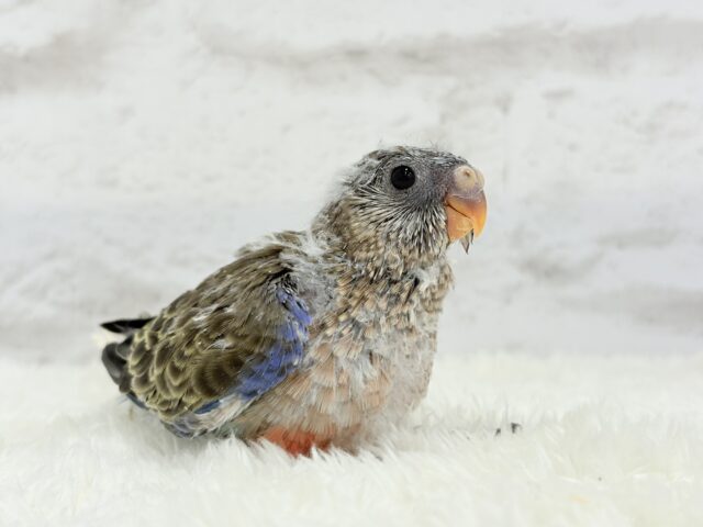 アキクサインコ（秋草インコ）