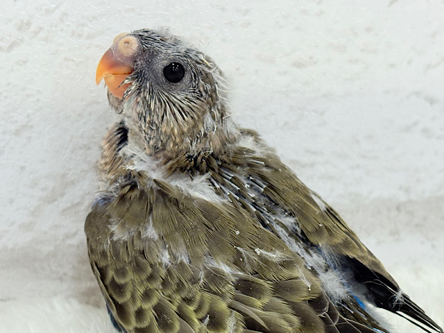 ふわほわもこっ♡ピンク色の天使ちゃん🧚‍♀️💖アキクサインコ(ノーマル) ヒナ