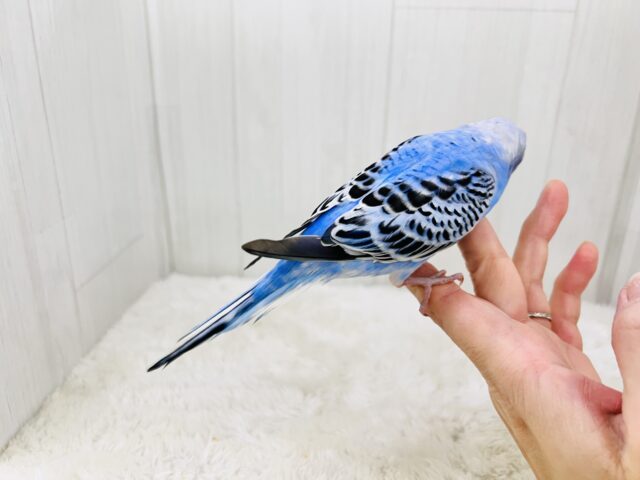 濃くて綺麗✨セキセイインコ(ブルーオパーリン)のヒナ入荷しました❤️ セキセイインコ