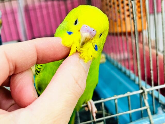 つぶらな瞳に吸い込まれる〜💓‪セキセイインコのヒナ(グリーンオパーリン)入荷しました❤️