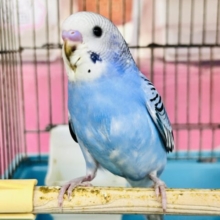 濃くて綺麗✨セキセイインコ(ブルーオパーリン)のヒナ入荷しました❤️