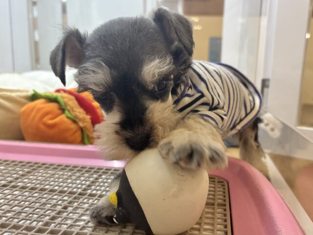 ミニチュアシュナウザー