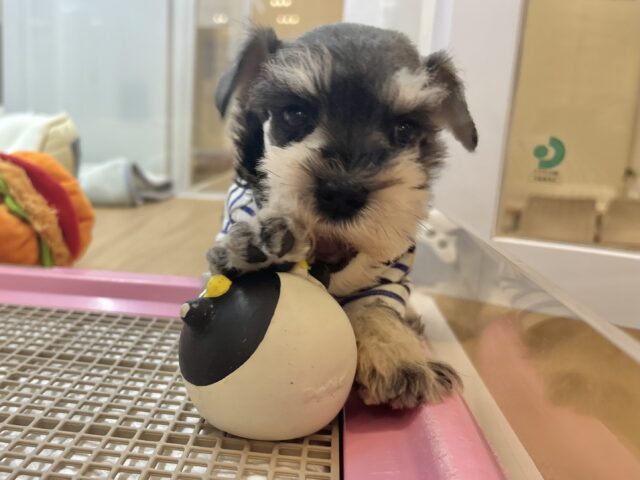 ミニチュアシュナウザー