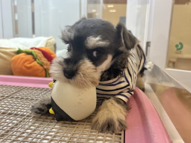 ミニチュアシュナウザー