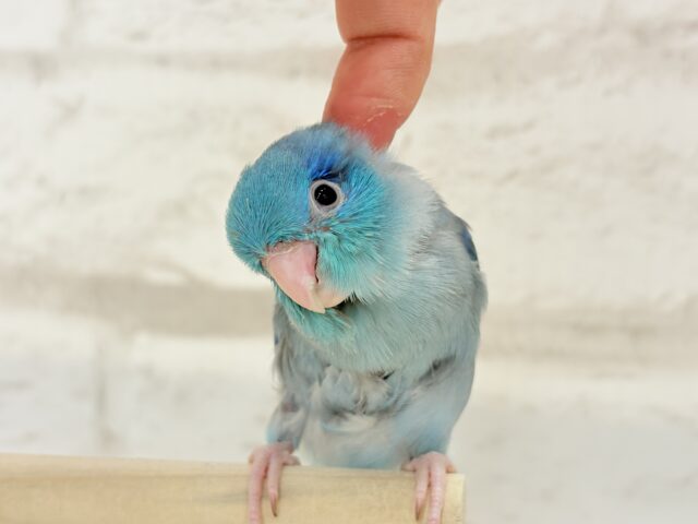 【最新画像更新🪄もうすぐひとり餌☆】存在感は大型並!??恐竜マメたん🦕⋆͛マメルリハ(ブルー) 男の子 ヒナ マメルリハ