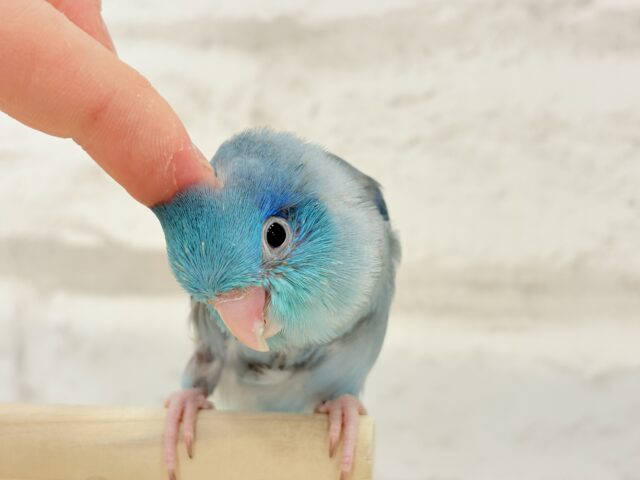 【最新画像更新🪄もうすぐひとり餌☆】存在感は大型並!??恐竜マメたん🦕⋆͛マメルリハ(ブルー) 男の子 ヒナ マメルリハ