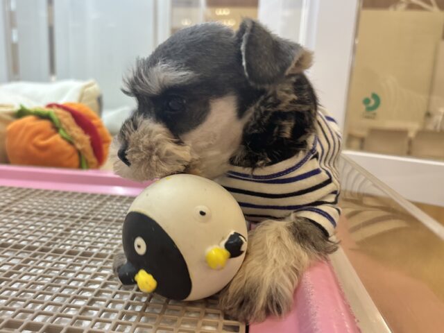 ボクの眉毛に魅了されちゃうよ♥ミニチュアシュナウザーくん! ミニチュアシュナウザー