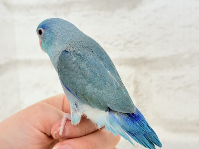 【最新画像更新🪄もうすぐひとり餌☆】存在感は大型並!??恐竜マメたん🦕⋆͛マメルリハ(ブルー) 男の子 ヒナ マメルリハ