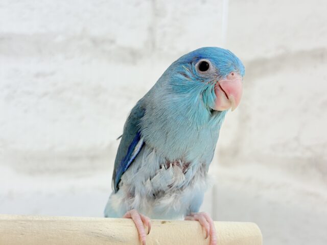 【最新画像更新🪄もうすぐひとり餌☆】存在感は大型並!??恐竜マメたん🦕⋆͛マメルリハ(ブルー) 男の子 ヒナ マメルリハ