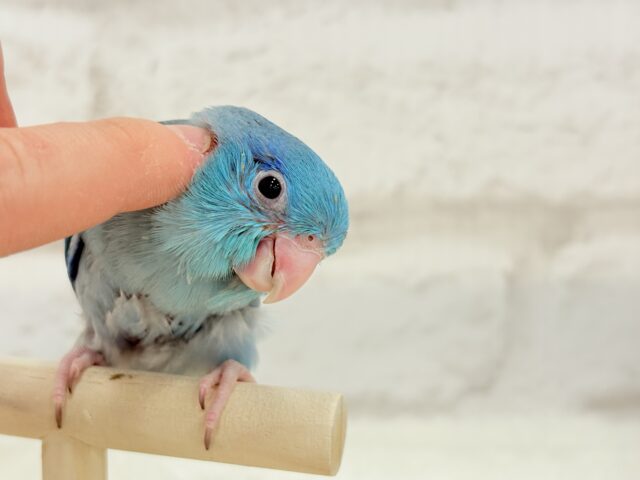 【最新画像更新🪄もうすぐひとり餌☆】存在感は大型並!??恐竜マメたん🦕⋆͛マメルリハ(ブルー) 男の子 ヒナ マメルリハ