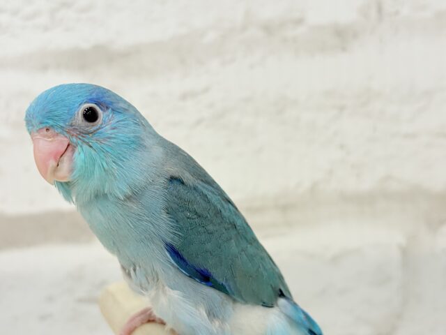 【最新画像更新🪄もうすぐひとり餌☆】存在感は大型並!??恐竜マメたん🦕⋆͛マメルリハ(ブルー) 男の子 ヒナ マメルリハ