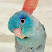 【最新画像更新🪄もうすぐひとり餌‪☆】存在感は大型並！？？恐竜マメたん🦕⋆͛マメルリハ(ブルー) 男の子 ヒナ