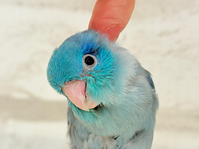 【最新画像更新🪄もうすぐひとり餌☆】存在感は大型並!??恐竜マメたん🦕⋆͛マメルリハ(ブルー) 男の子 ヒナ 【最新画像更新🪄もうすぐひとり餌☆】存在感は大型並!??恐竜マメたん🦕⋆͛マメルリハ(ブルー) 男の子 ヒナ