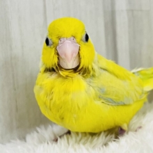 僕はドクターイエロー🚆⁉︎マメルリハのアメリカンイエローの男の子✌️