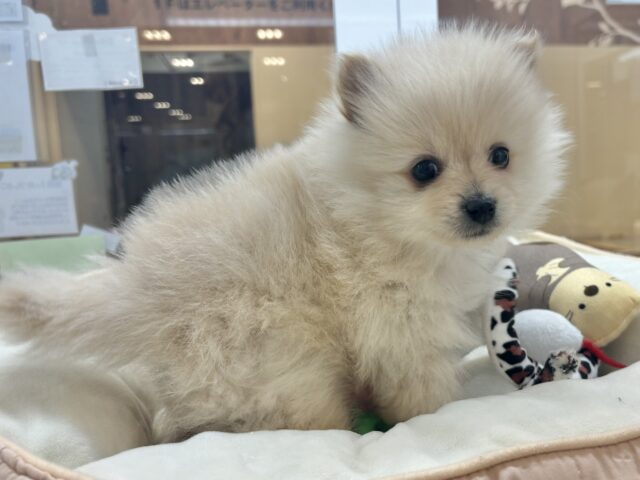 ポメラニアン