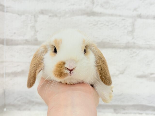 ロップイヤーラビット